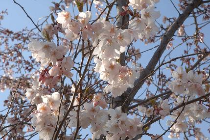 200505sakura.JPG